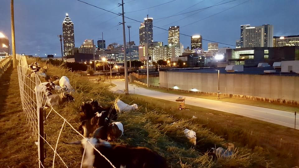 Land clearing with goats