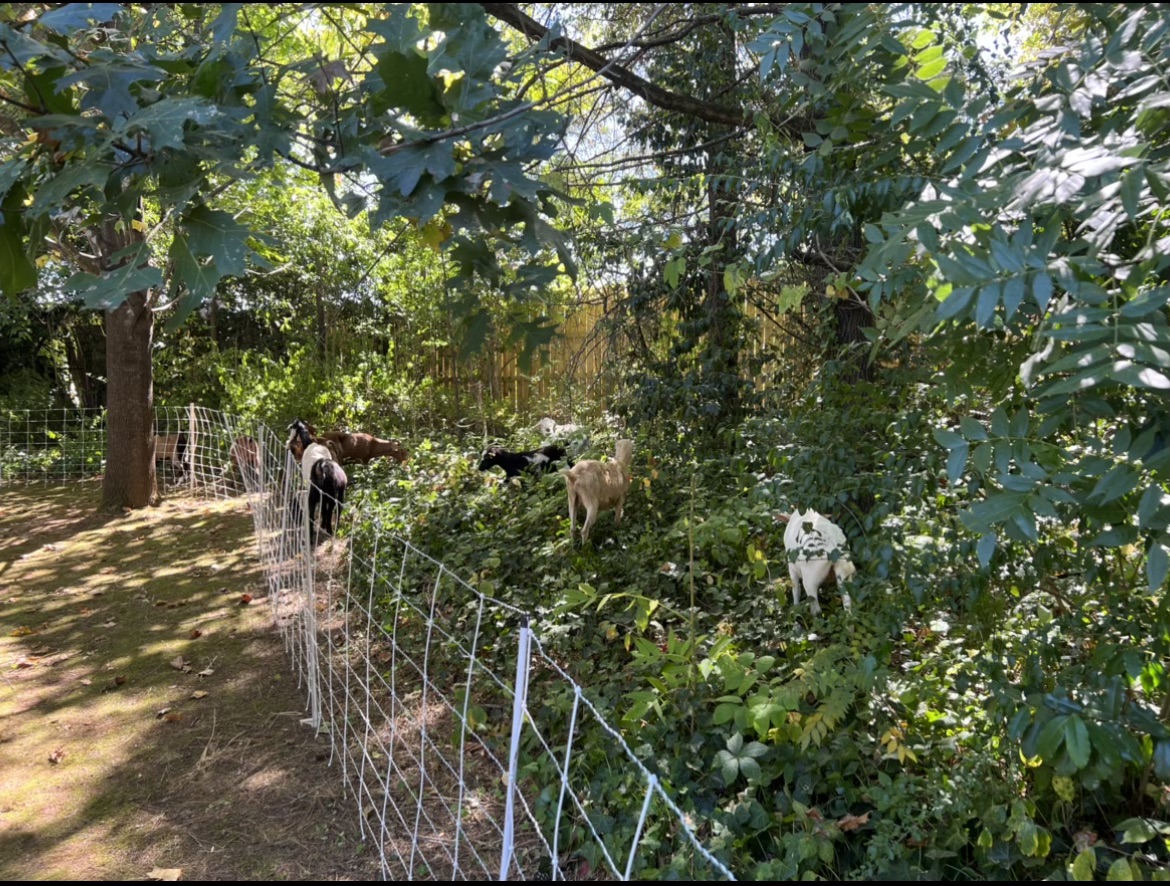 Cost-effective land clearing