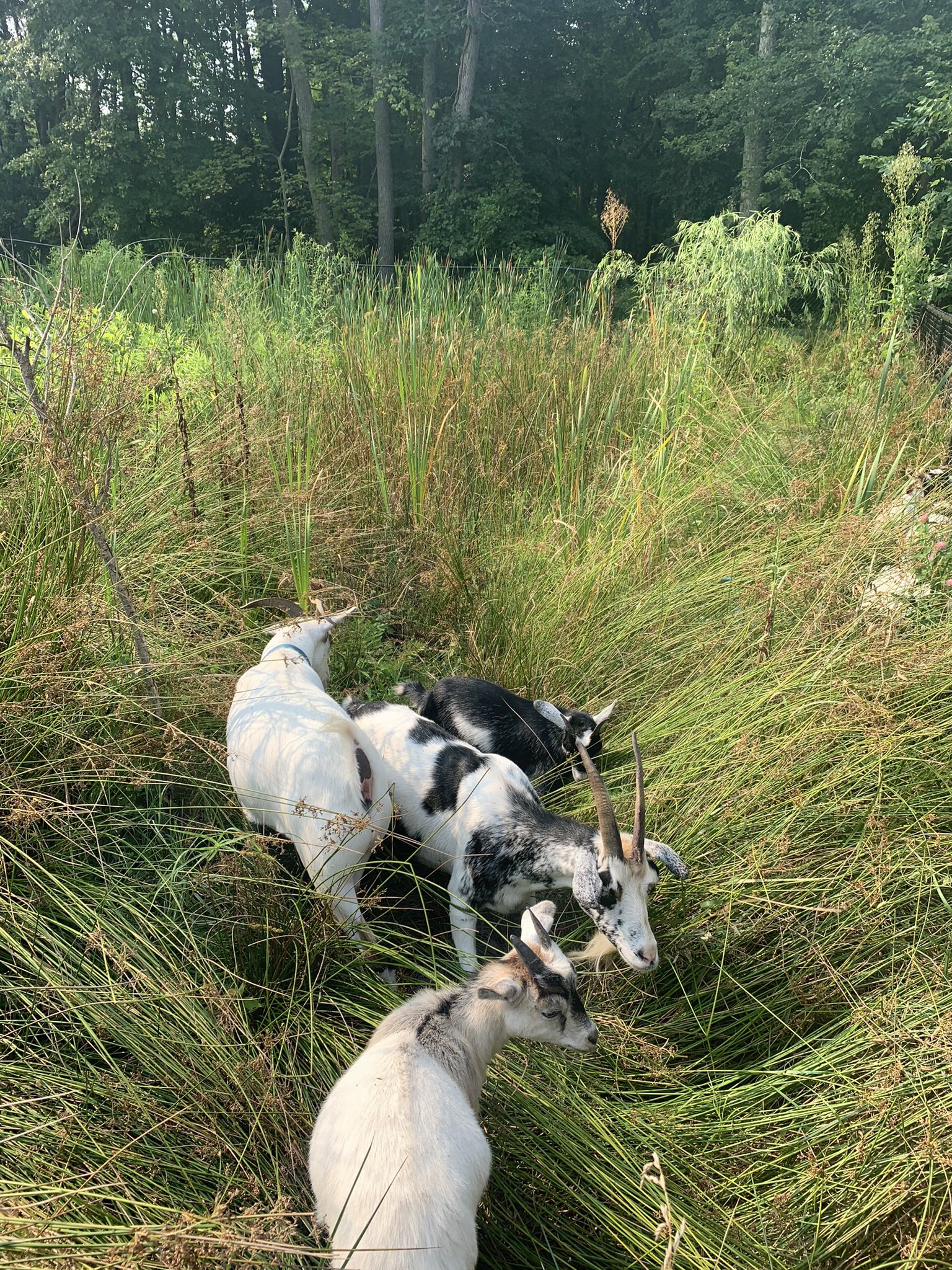 Retention pond maintenance