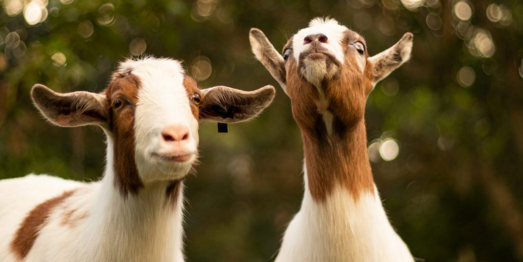 Contact Us Get Your Goat Rentals